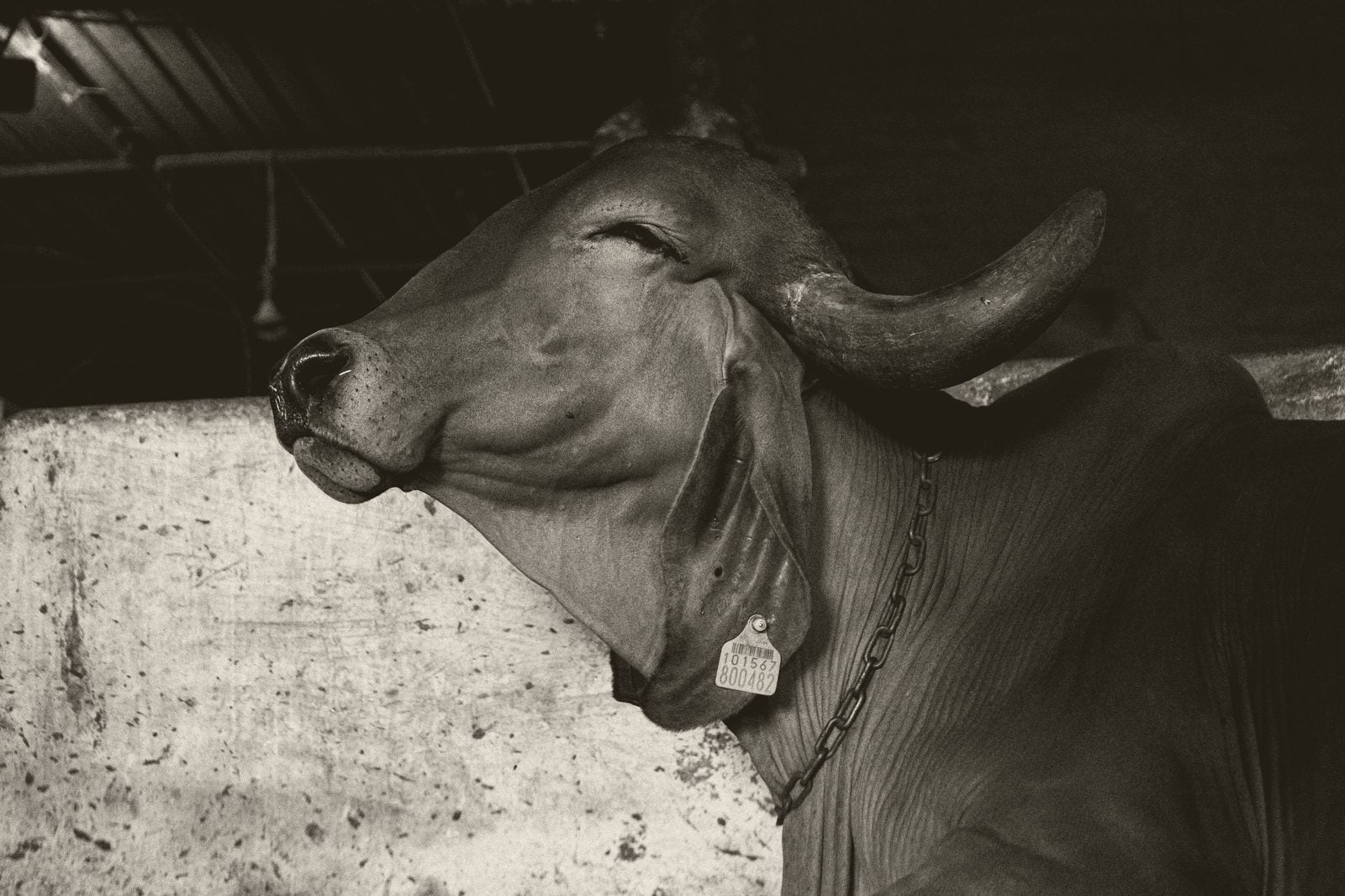 A2 Gir Cow Bilona Ghee · 1L