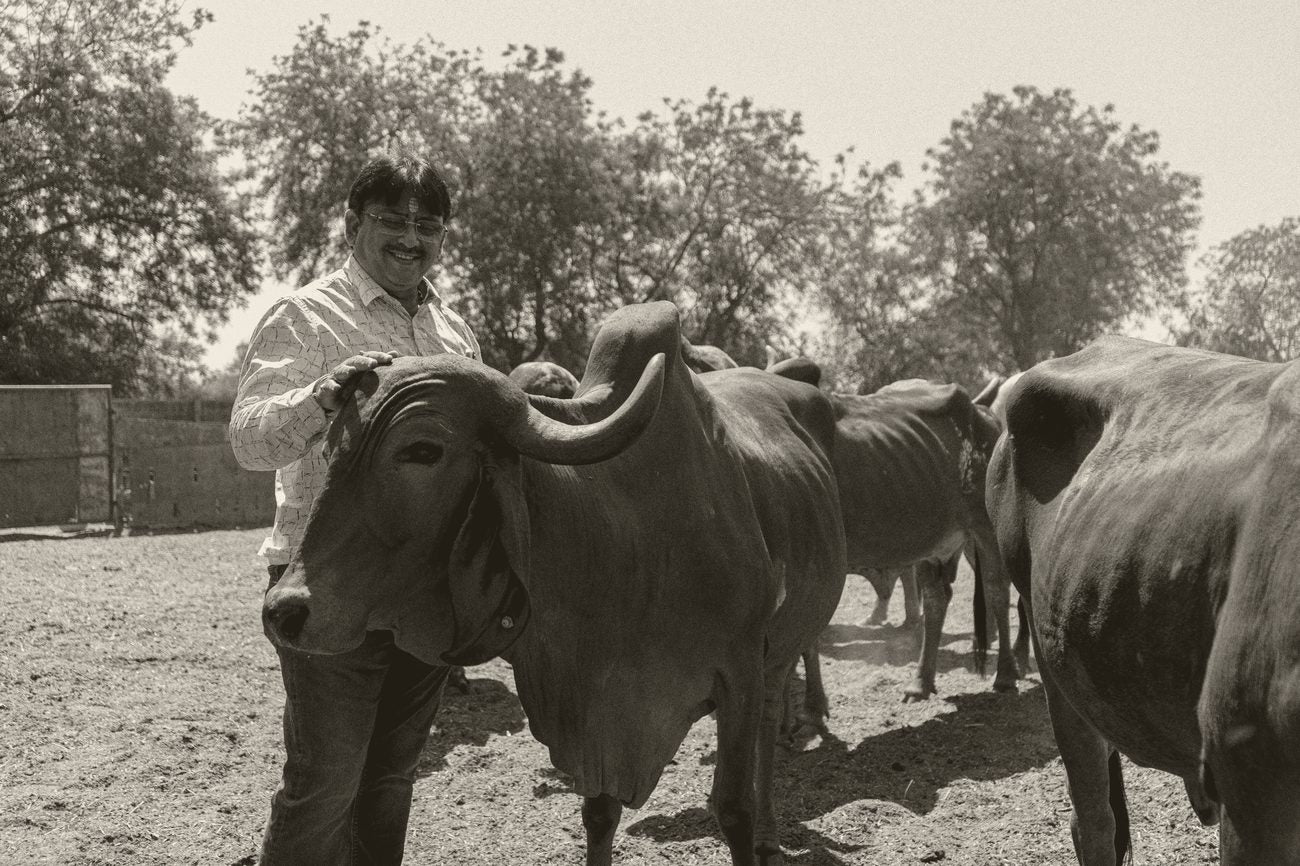 A Legacy of Reverence, Born from a Single Cow