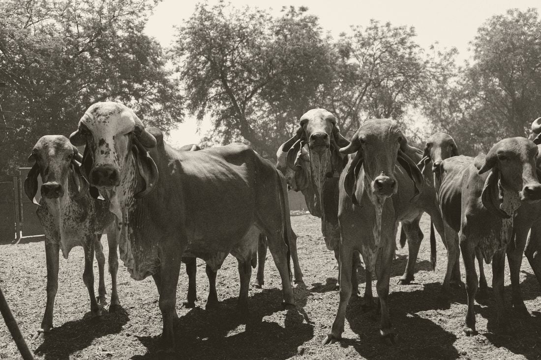 Ethically reared Gir cows